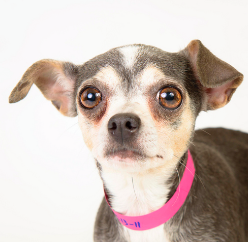 National Mill Dog Rescue