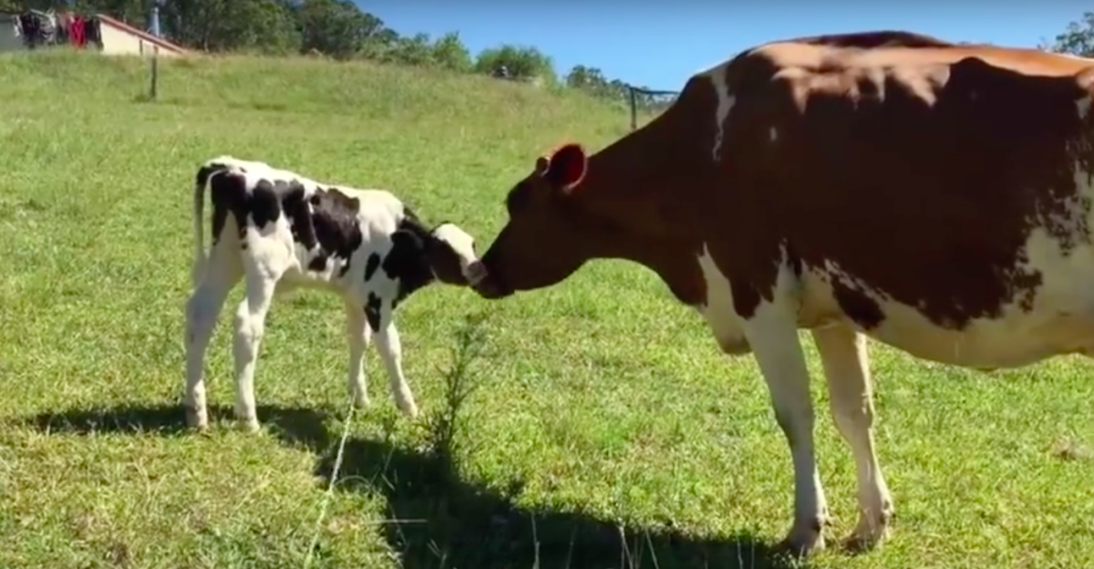 Manning River Farm Animal Sanctuary