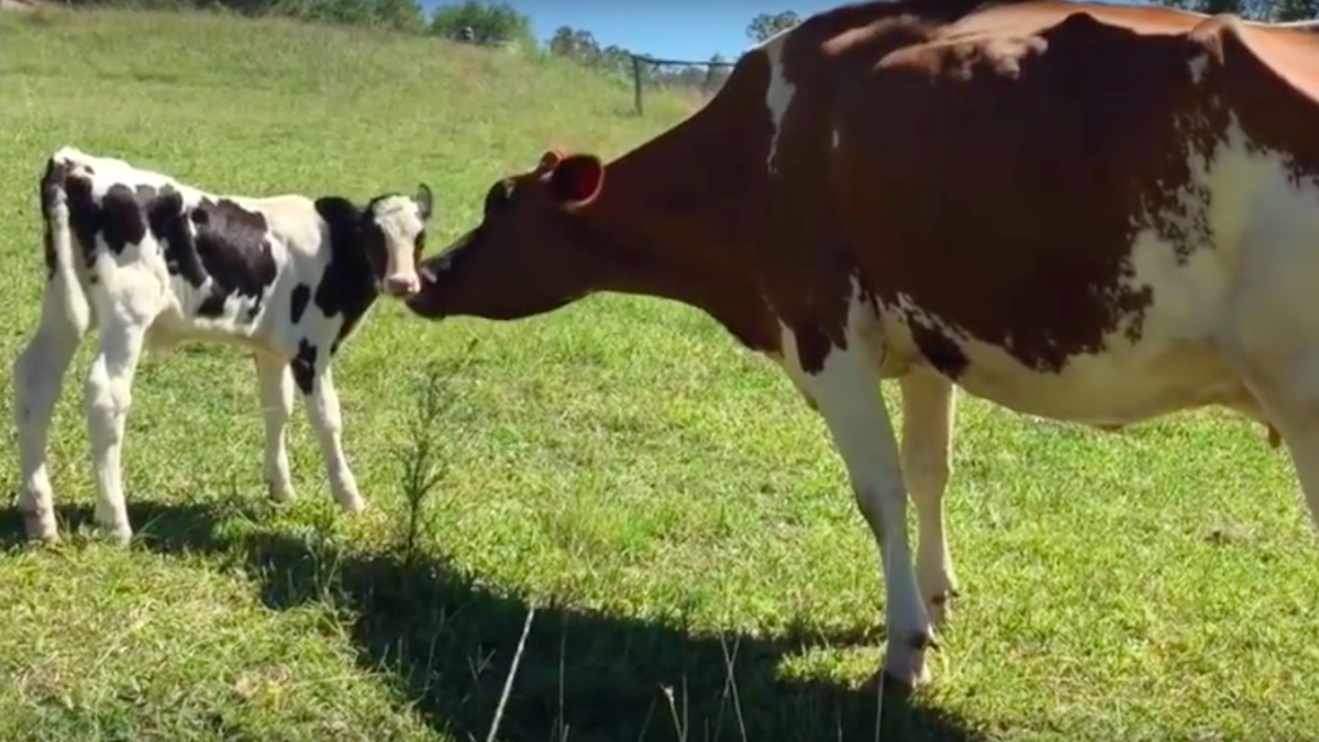 Manning River Farm Animal Sanctuary