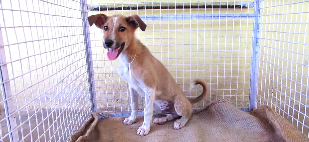 Animal Aid