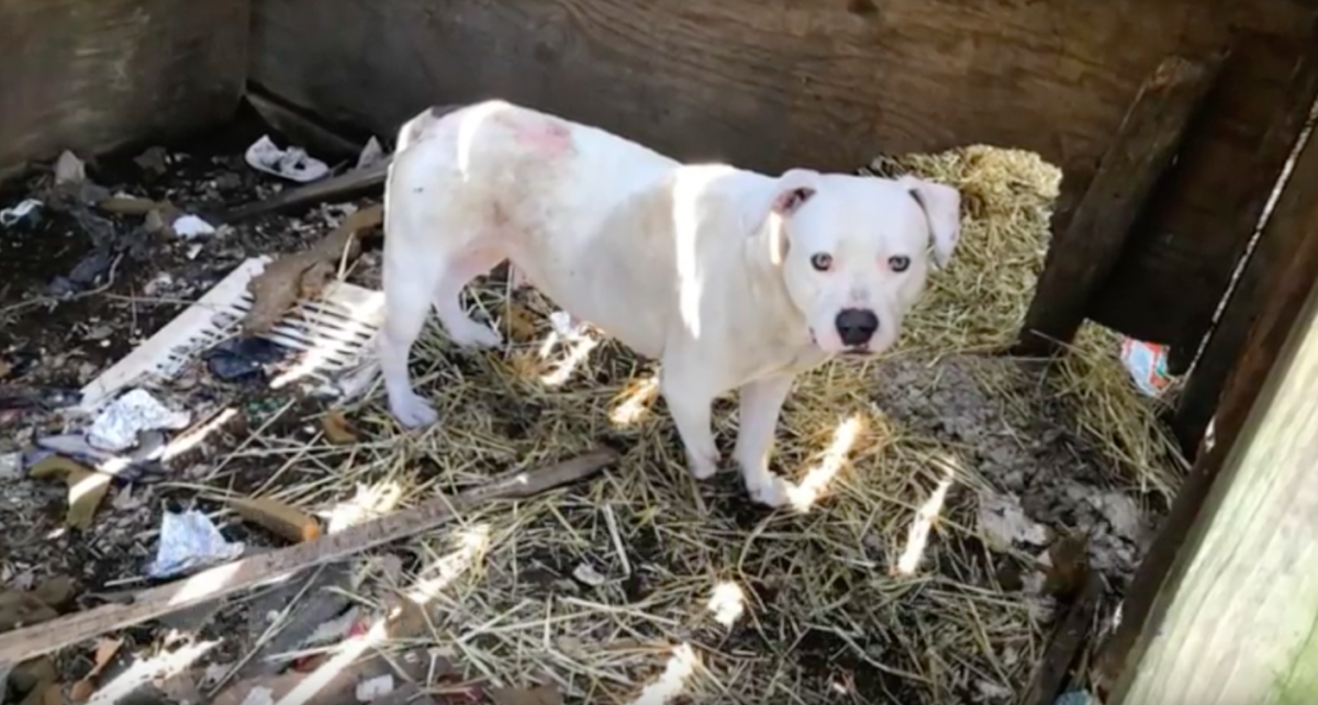 Stray Rescue of St. Louis