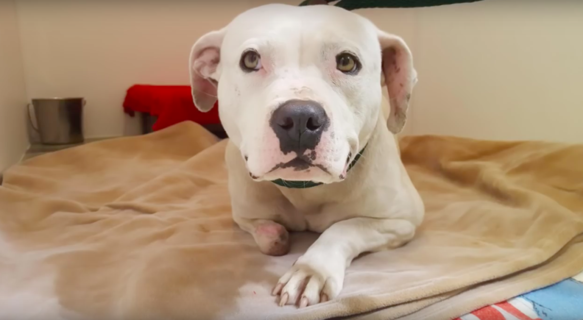 Stray Rescue of St. Louis