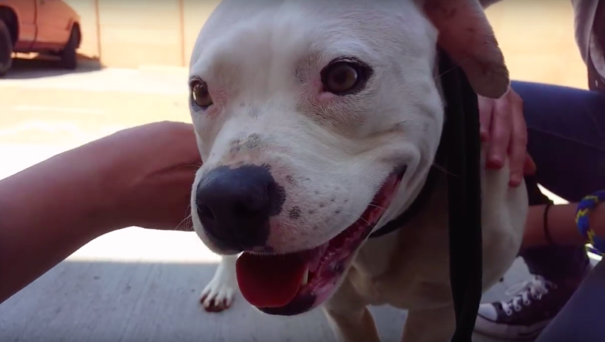 Stray Rescue of St. Louis
