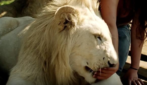 YouTube- Animal Planet