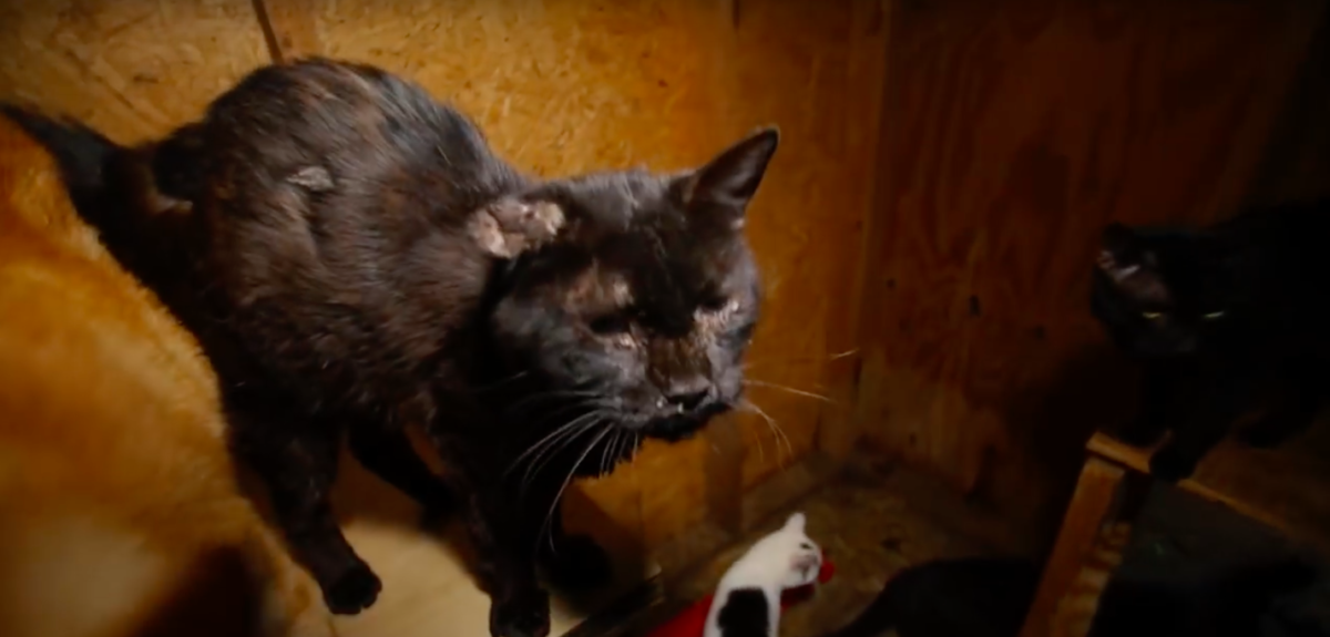HSUS