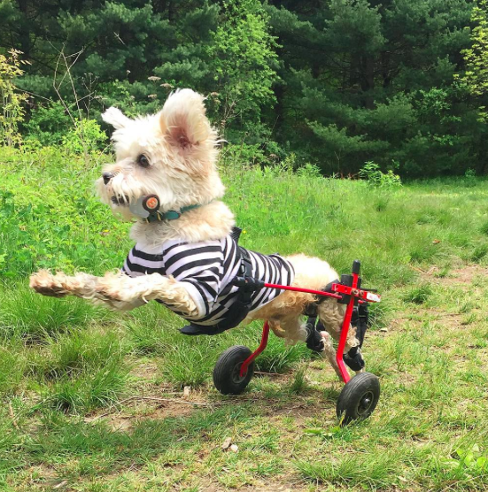 Instagram: @albertonwheels