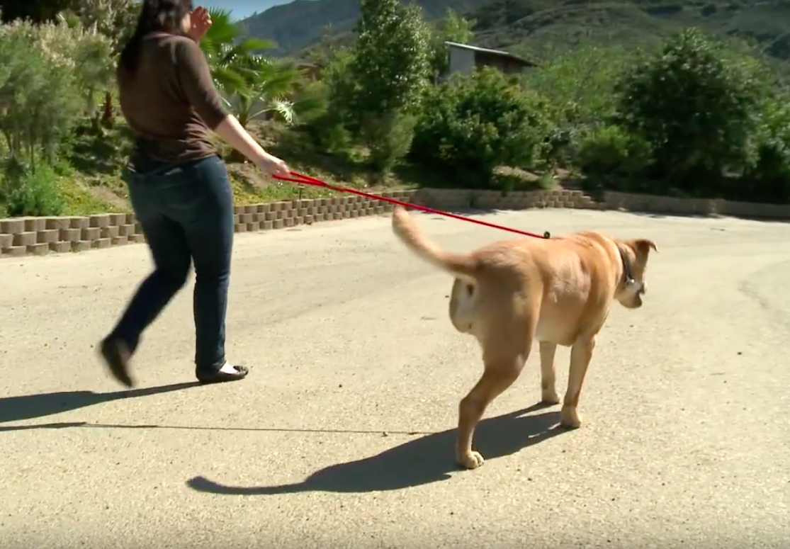 The Pet Collective Cares