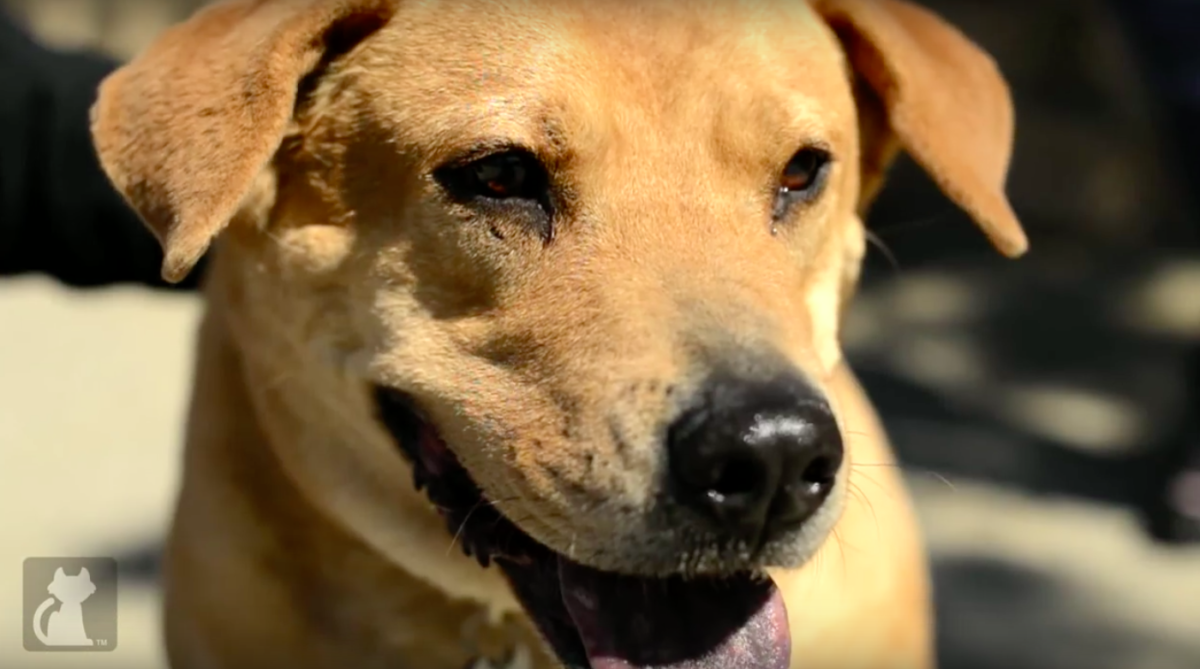 The Pet Collective Cares