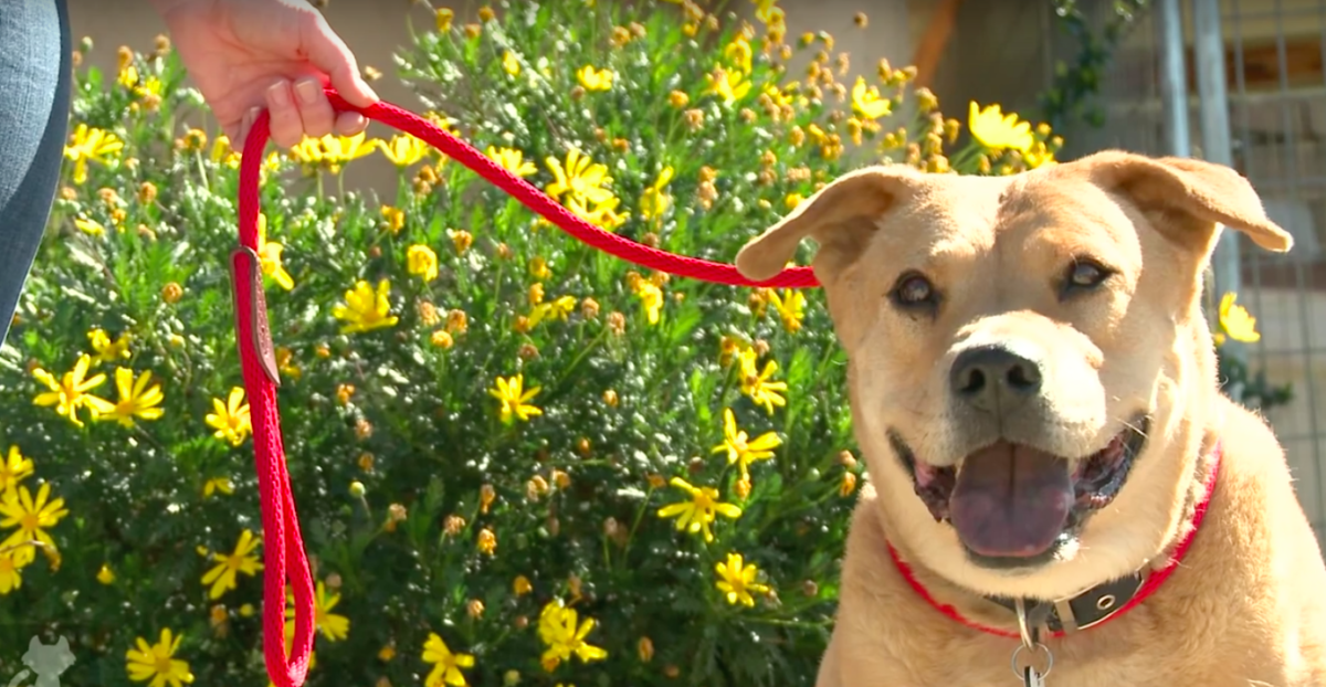 The Pet Collective Cares