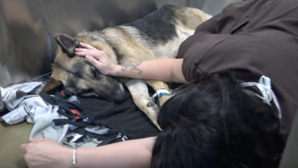 YouTube- Hope for Paws