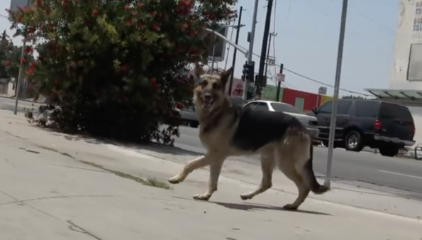 YouTube- Hope for Paws