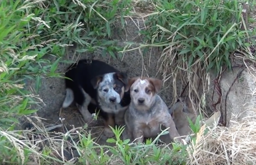 YouTube- Hope for Paws