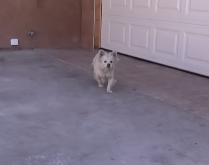 YouTube- Hope for Paws
