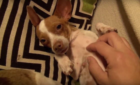 YouTube- Hope for Paws