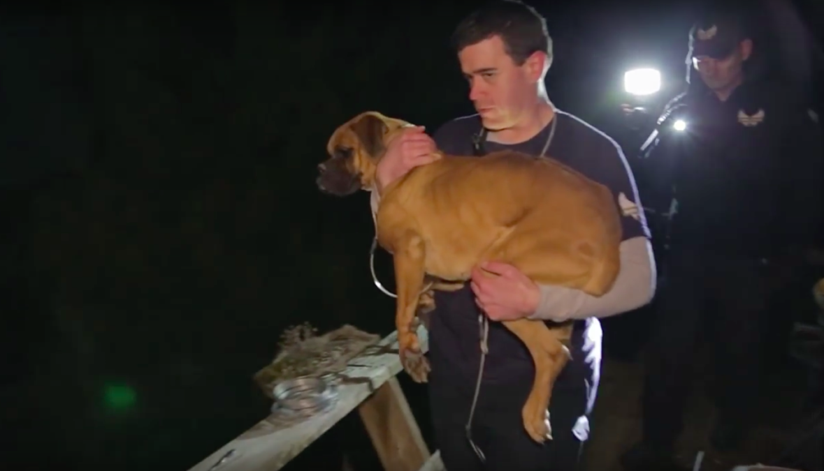 Animal Rescue Corps