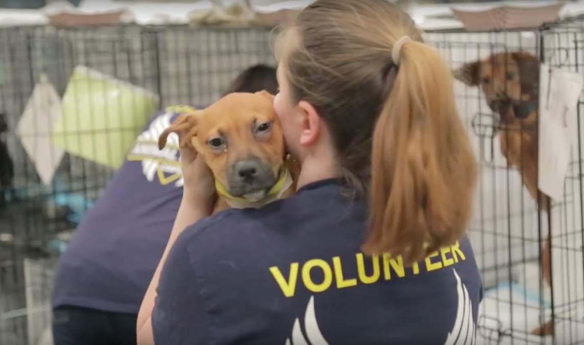 Animal Rescue Corps