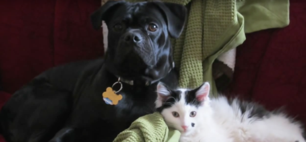 YouTube- Paw Mane Fin