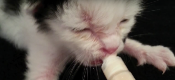 YouTube- Paw Mane Fin