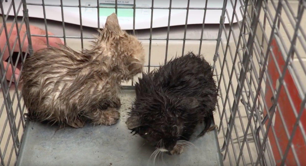 Michigan Humane Society