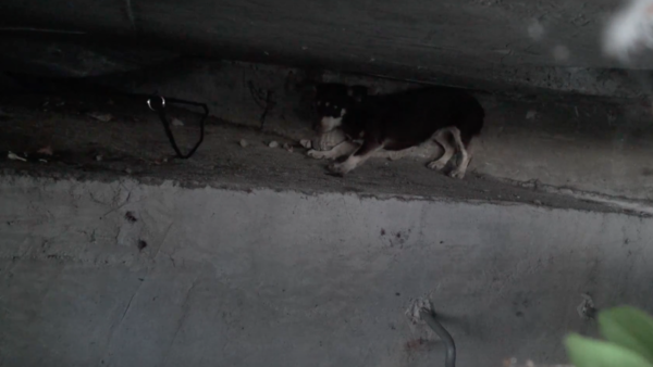 YouTube- Hope for Paws