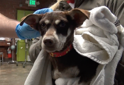 YouTube- Hope for Paws