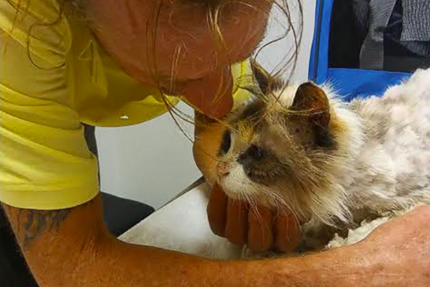 Saving Sage Animal Rescue