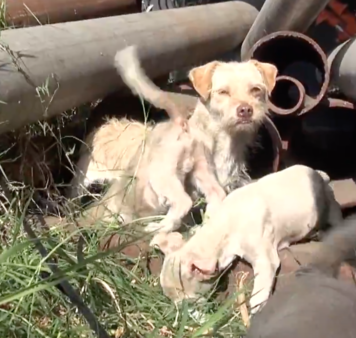 YouTube- Hope for Paws