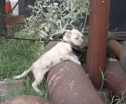 YouTube- Hope for Paws