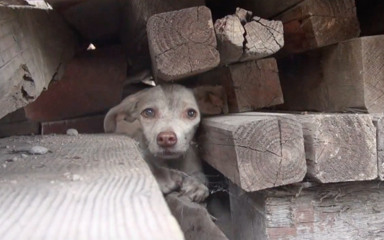 YouTube- Hope for Paws
