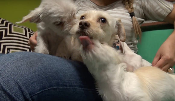 YouTube- Hope for Paws