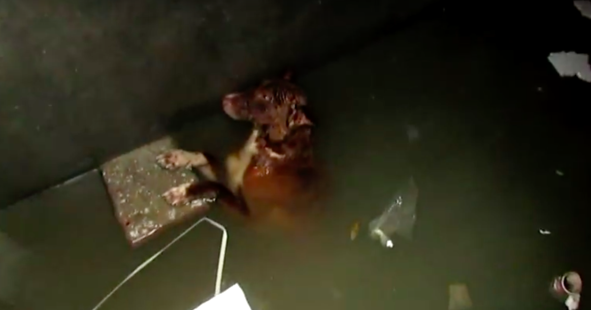 Animal Aid