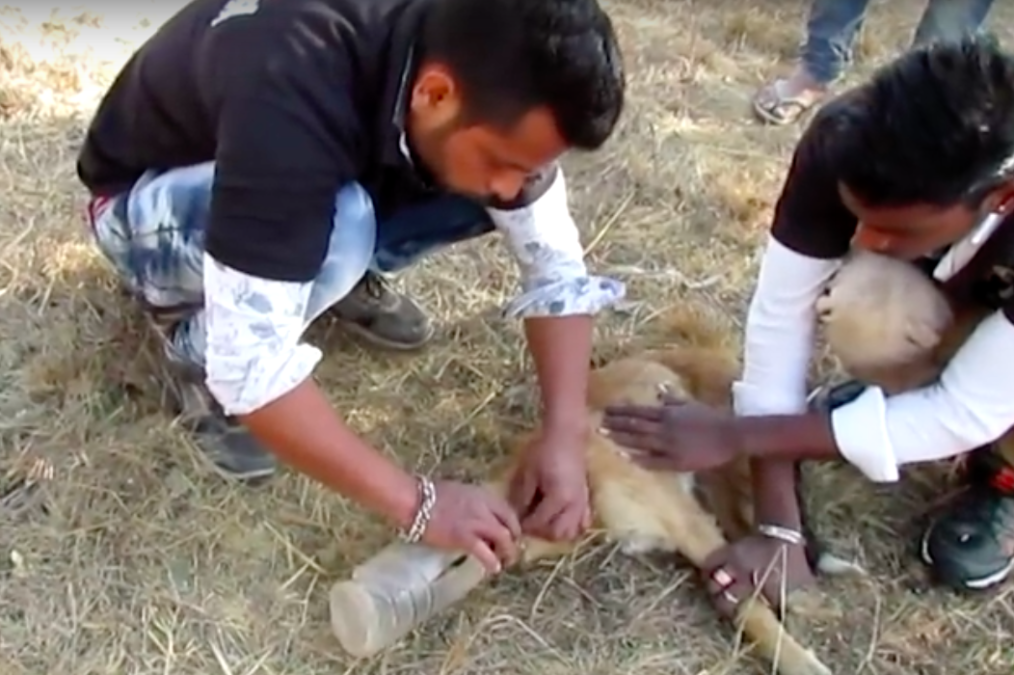 Animal Aid