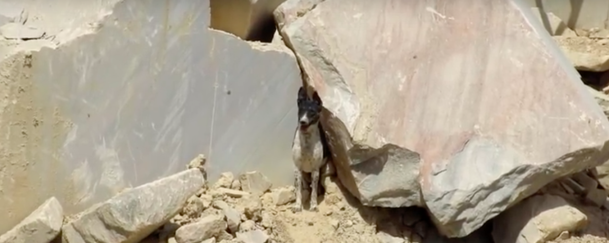 Animal Aid