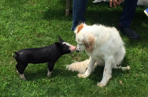 Woodstock Sanctuary