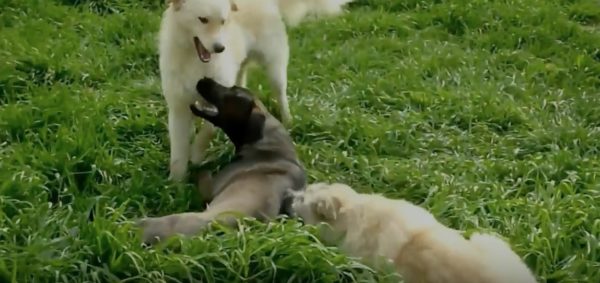 Howl of a Dog