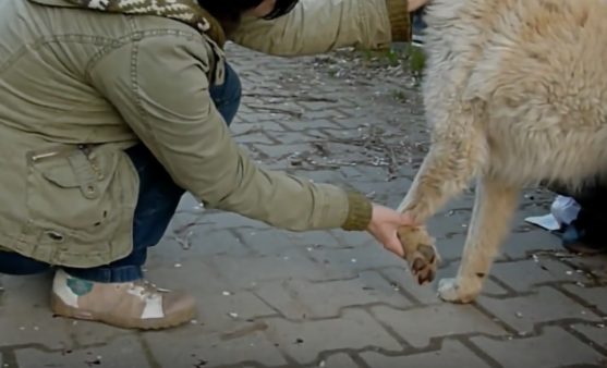 Howl of a Dog