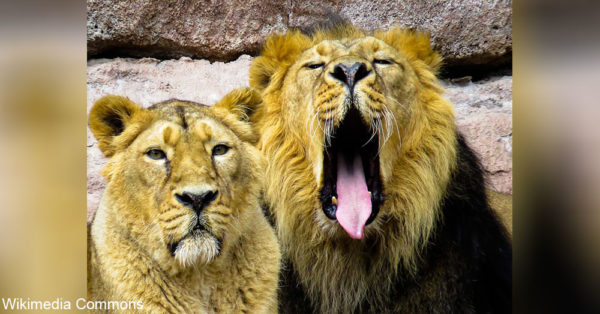 Joan Laub, a psychologist, and partner, Peter Winney, a lion and tiger handler, have been responsible for the animals at the Lion's Gate Sanctuary since 2007.