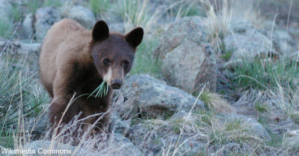 The Lion's Gate Sanctuary has been home to many different species of Colorado predators.
