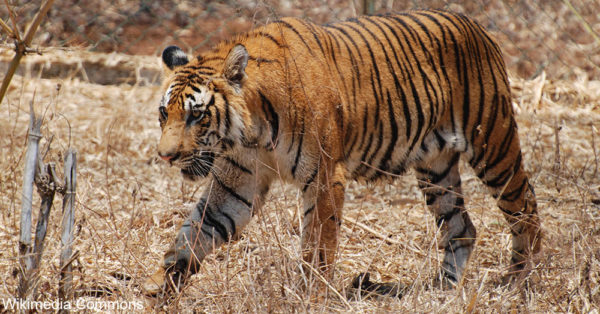 Five bears, three lions, and three tigers were euthanized at the sanctuary on April 20.