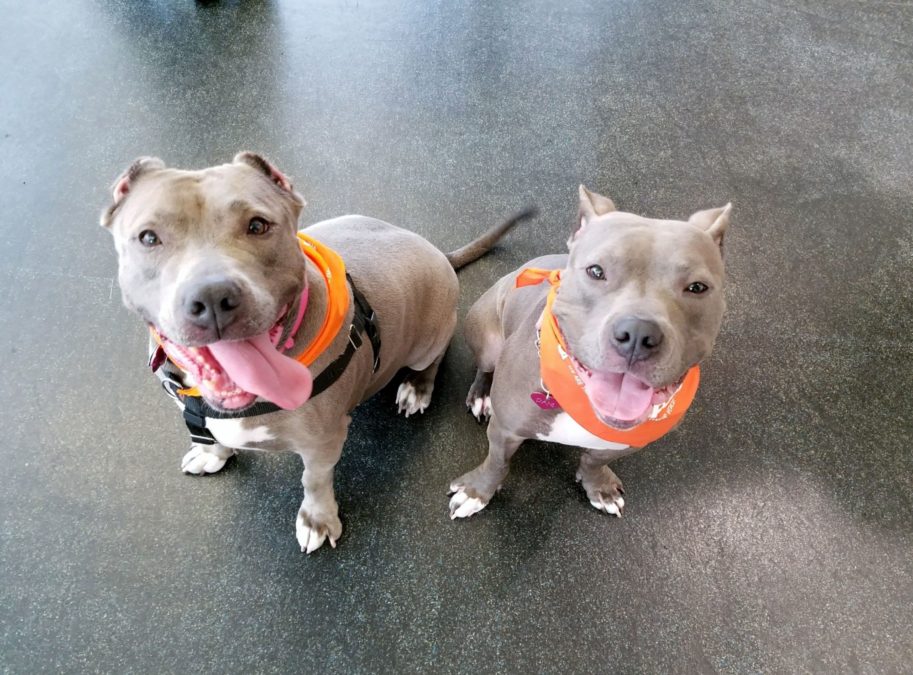 (ASPCA)