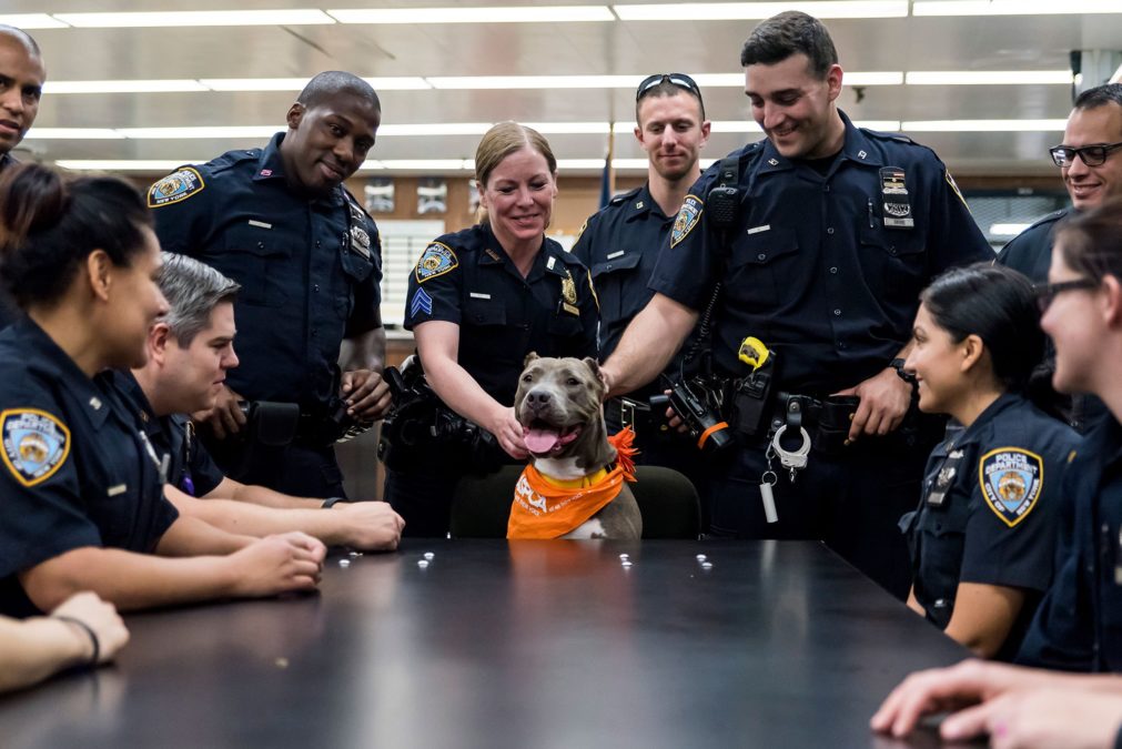 (Stacey Axelrod/ASPCA)