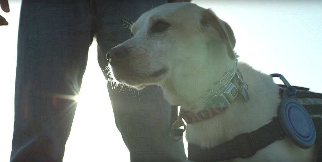 K9sForWarriors