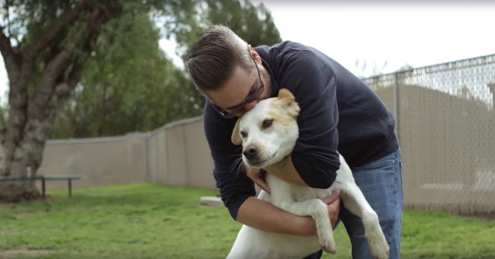 K9sForWarriors