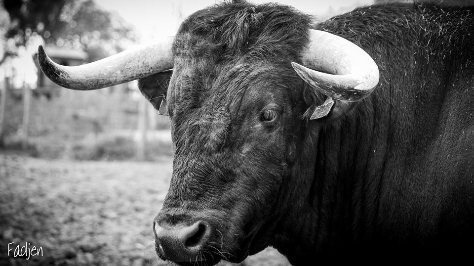 facebook/Fadjen, Bull anti bullfighting