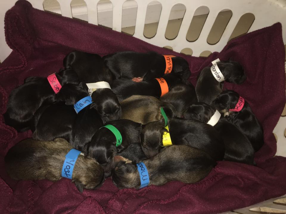 Facebook/Ava and her 18 Royals