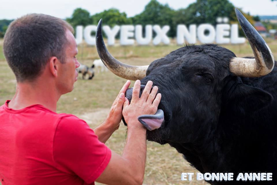 facebook/Fadjen, Bull anti bullfighting