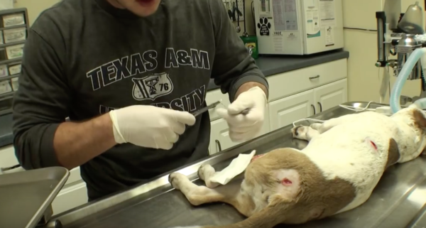 YouTube- Vet Ranch