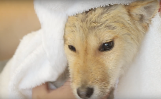 YouTube- PAWsitive