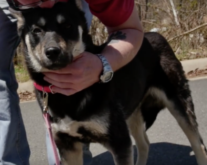 YouTube- The Humane Society of the United States