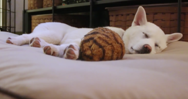 YouTube- The Humane Society of the United States